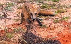 Officers Rescue Fox Entangled In Netting Near Molino