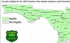 Applications Open For Pine Beetle Assistance And Prevention Program
