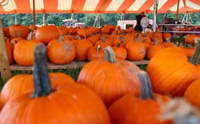 Fall Tradition: Pumpkins Have Arrived At Cantonment Pumpkin Patch