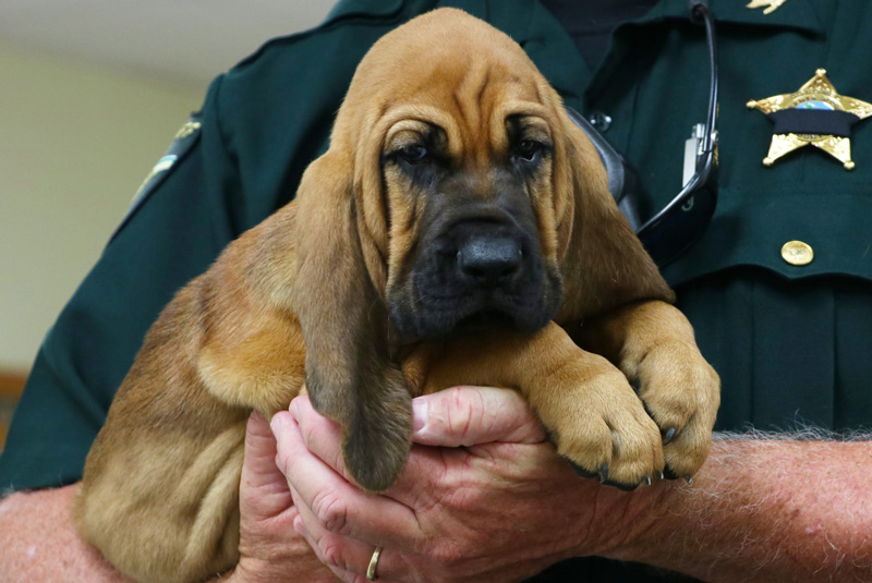 Bloodhound puppies have a strong sense of smell