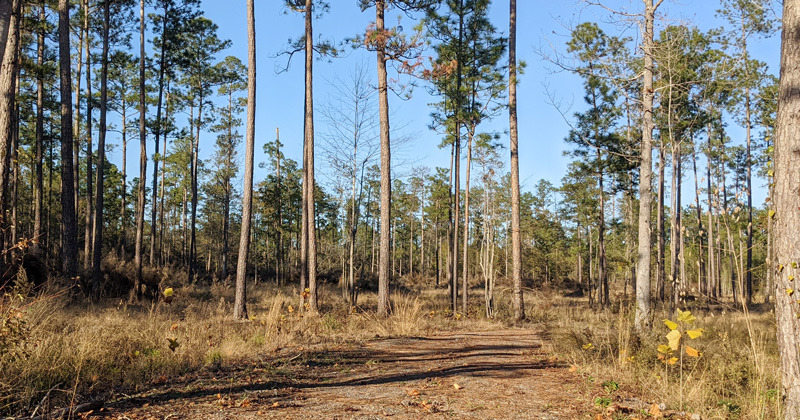 RV Park Proposed For 25 Acres Adjacent To Lake Stone In Century : NorthEscambia.com - Vimarsana News