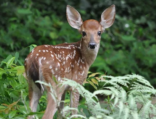 FWC: If You Find A Fawn, Leave It Alone : NorthEscambia.com