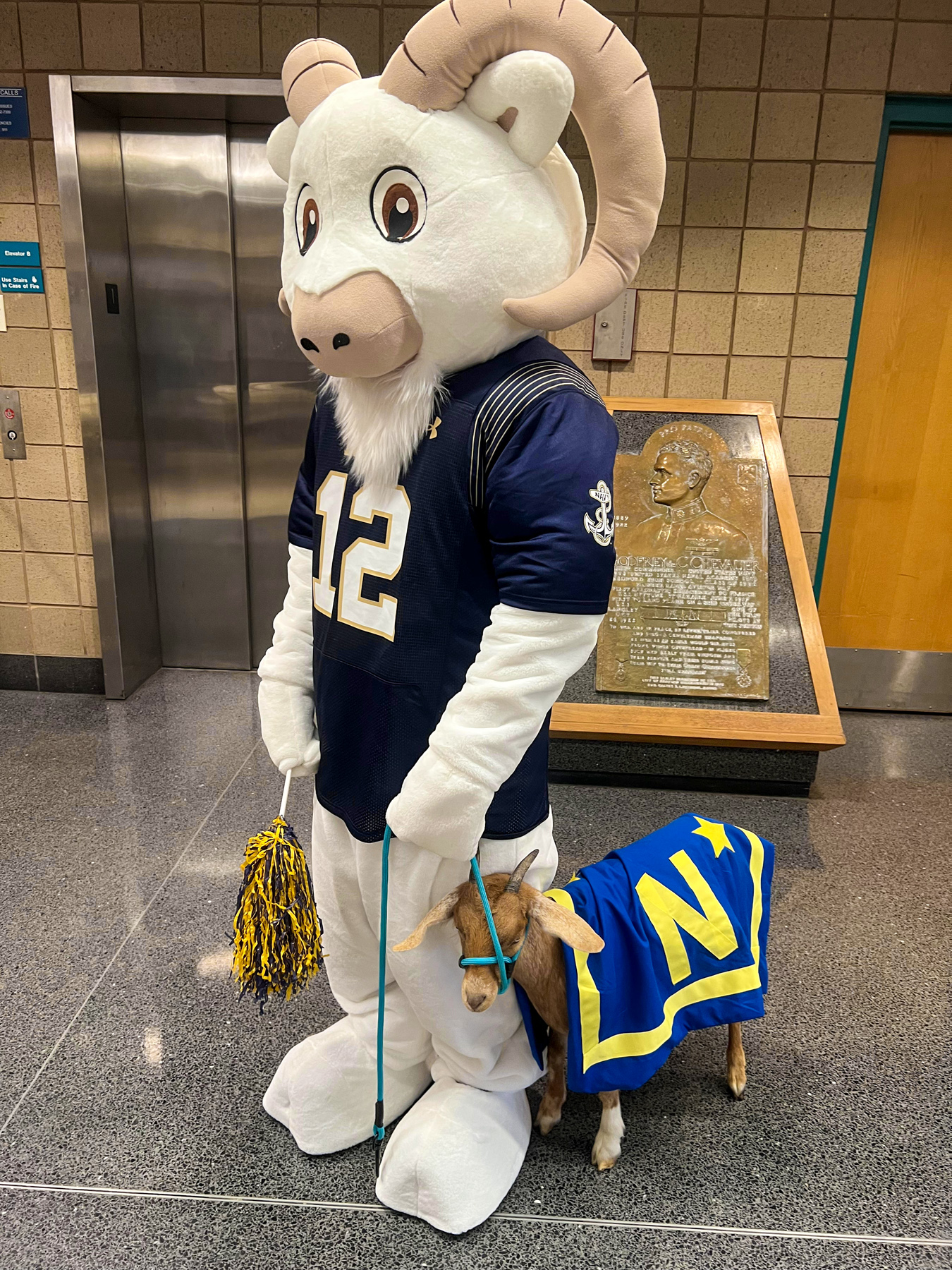 Army-Navy Game: Bettie, Ernest Ward Middle’s Goat, Joins The Navy For A ...